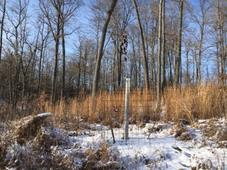 8 ft Apple Tree in a Miracle Tube Tree Grow Tube after 1 growing season