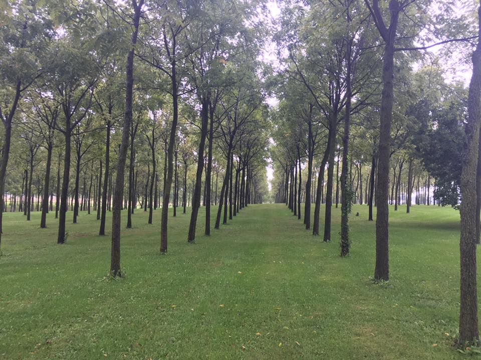 Black Walnut Planting in eastern Indiana