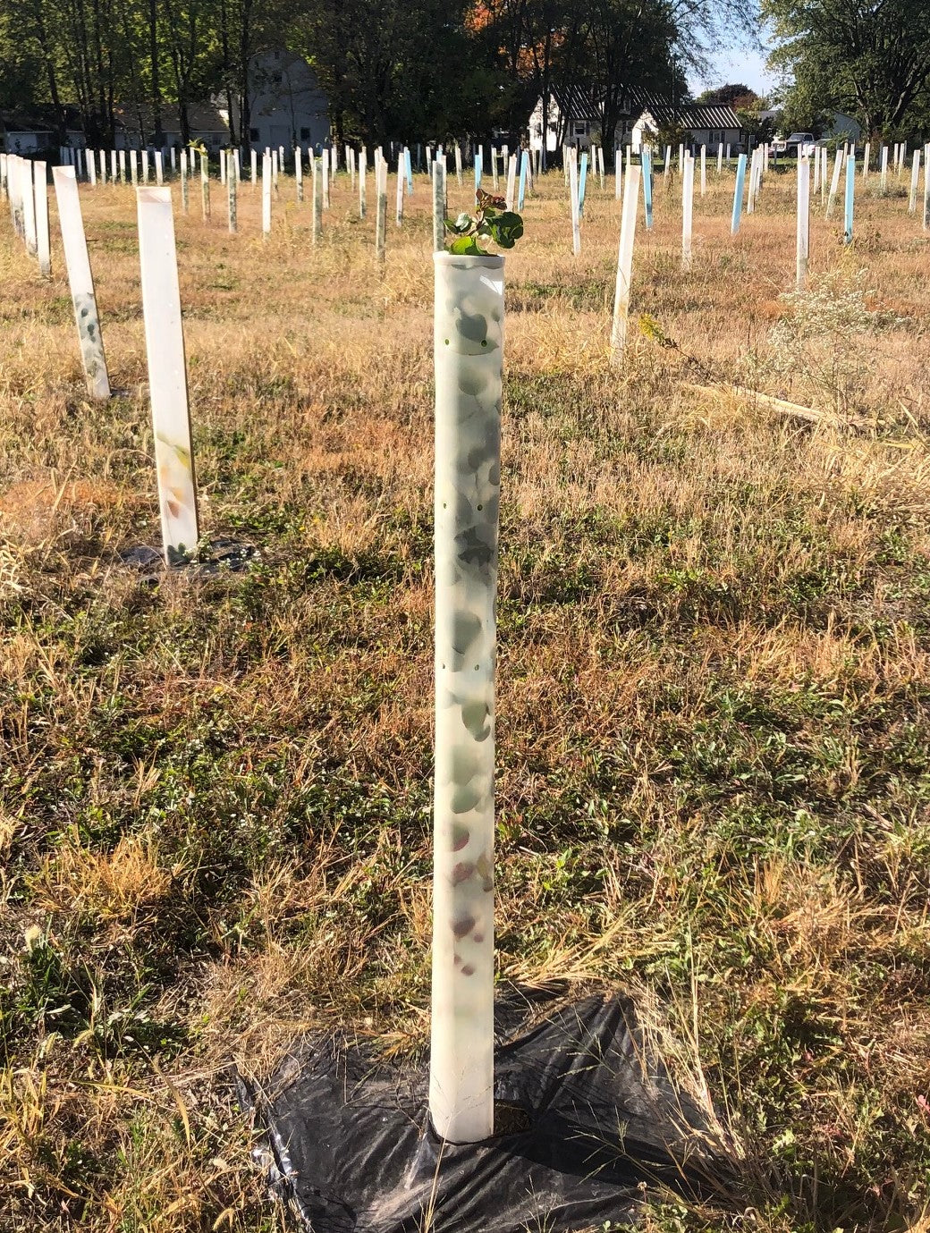 Tree Grow Tubes