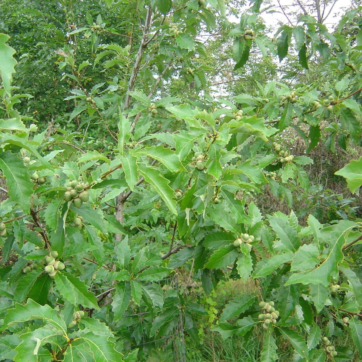 Dwarf Chinkapin Oak (Quercus prinoides)