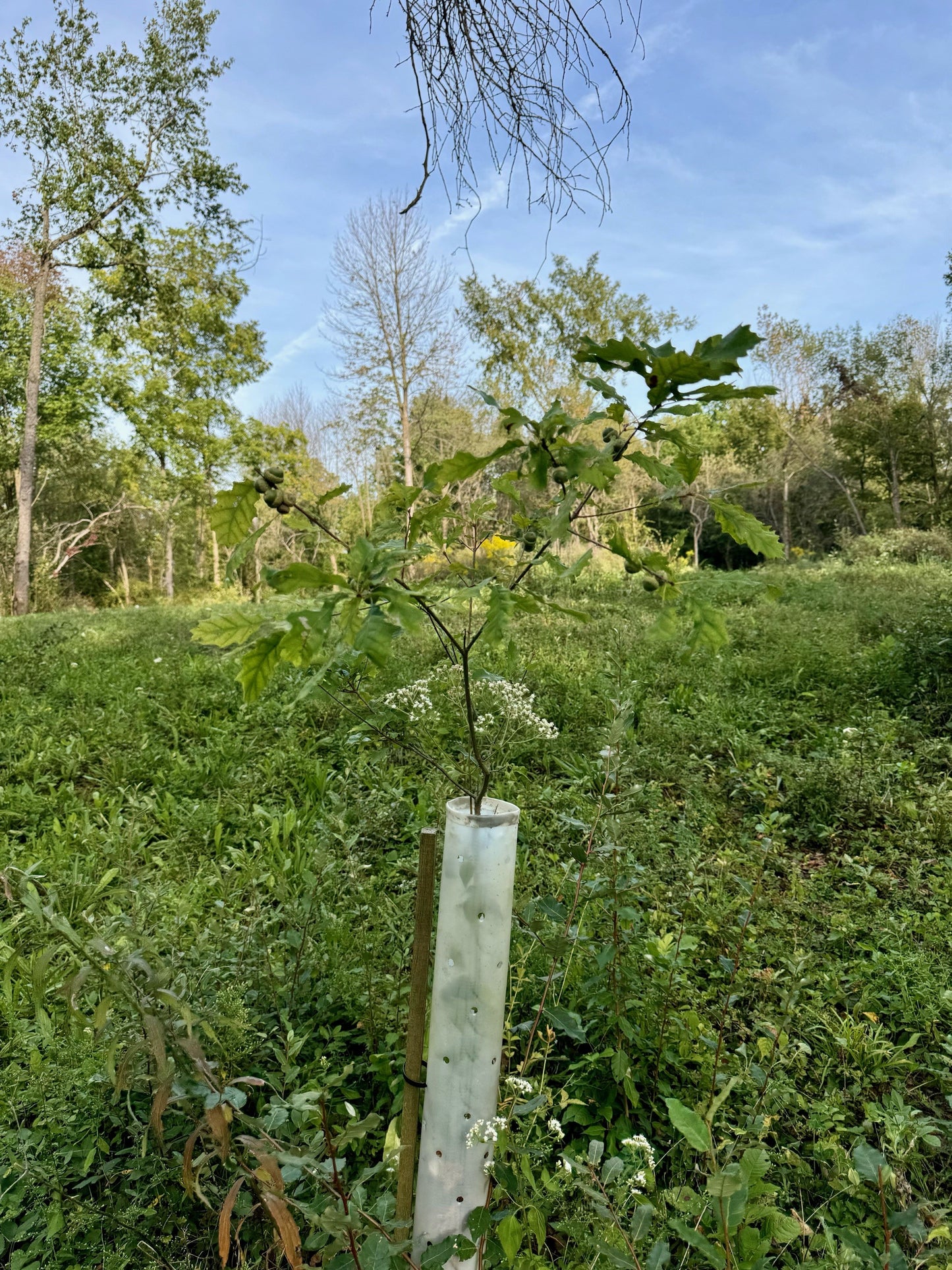 3 Year old Dwarf Chinkapin in a 48" Miracle Tube Tree Grow tube.