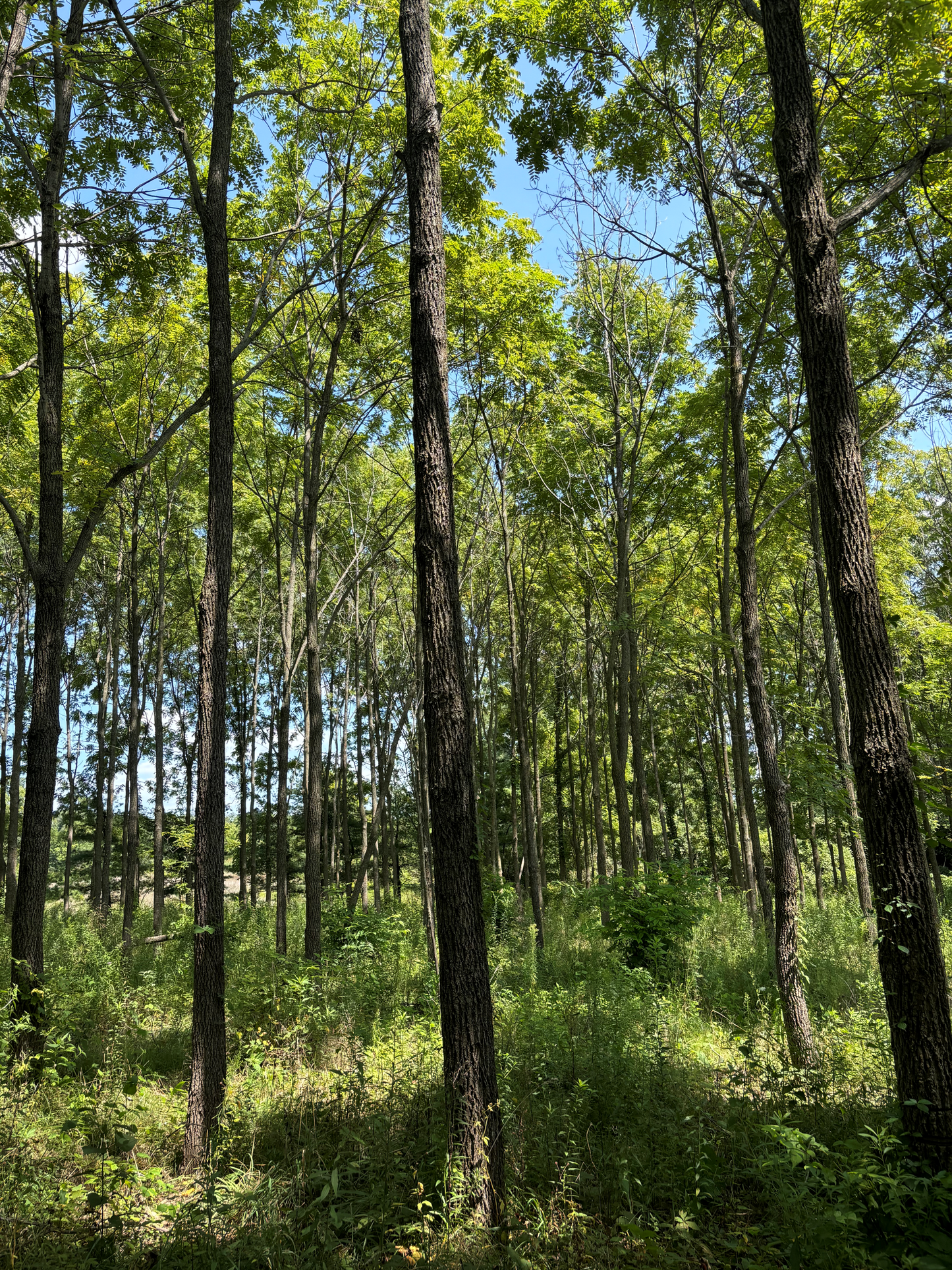 One of the Timber Select Black Walnut Trees at the Purdue Luger Tree Farm. This particular tree is a parent tree to the seedlings we sell.
