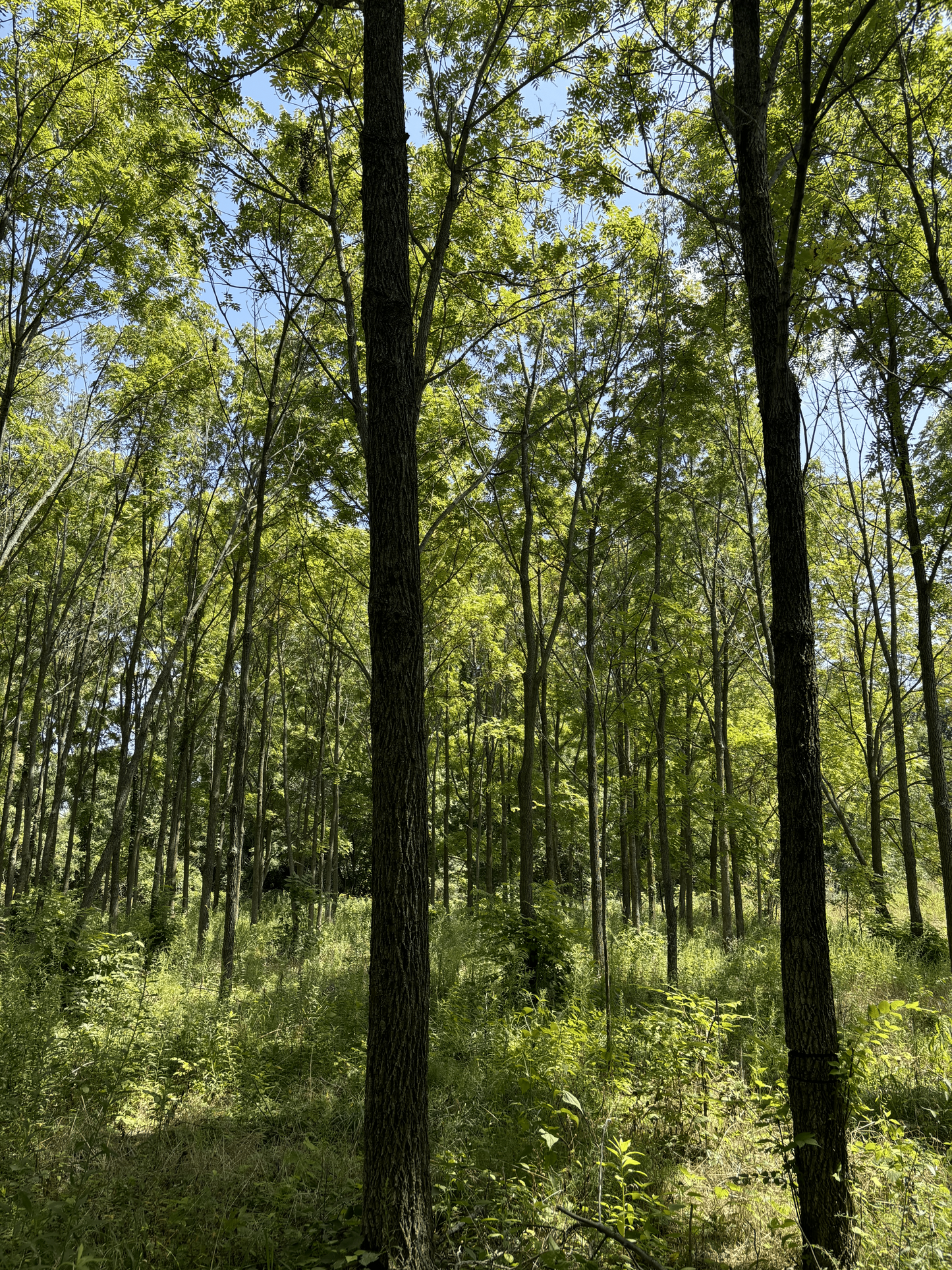 An Elite Black walnut from the Purdue Lugar Research Plantation.