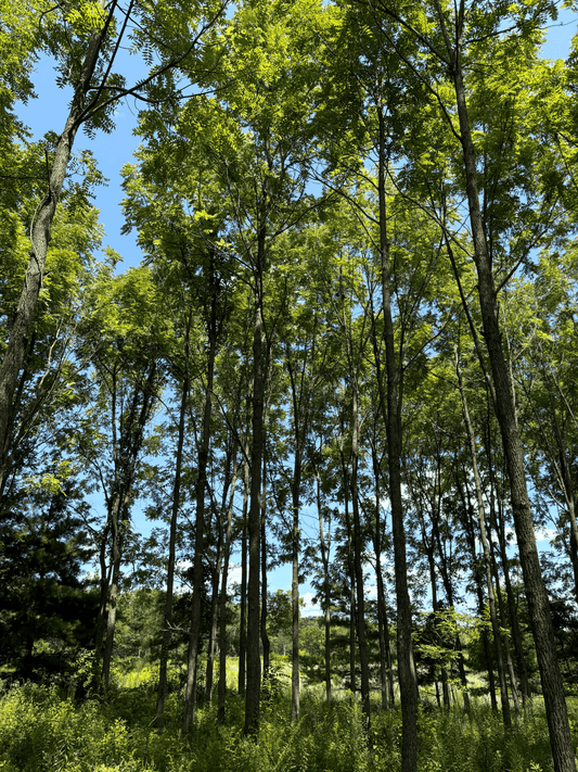 One of the Purdue Timber Select Elite Black Walnut Plots at the Purdue Luger Tree Farm.