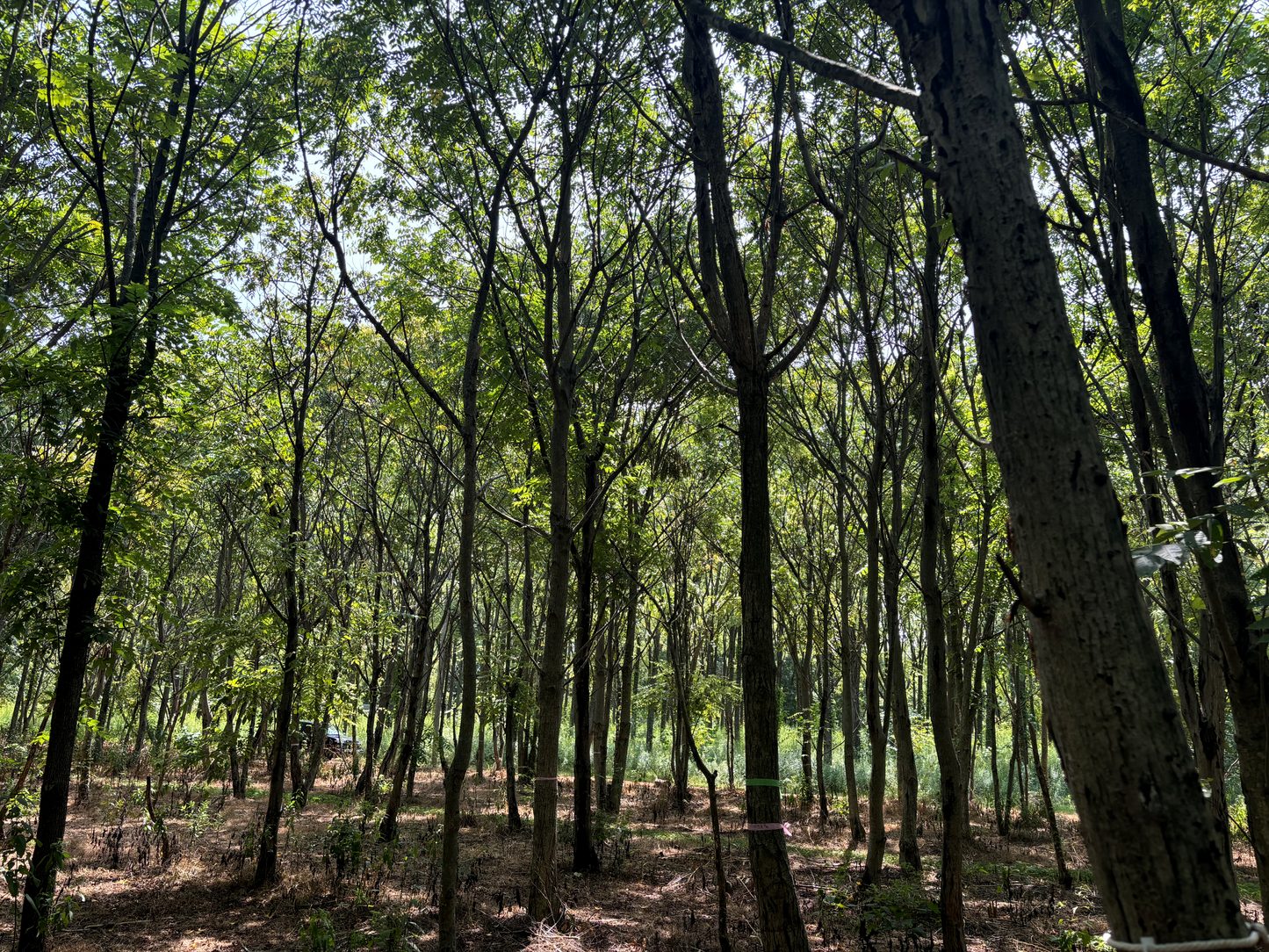 Hybrid Butternut Plantation at Purdue HTIRC. This is a south facing photograph.