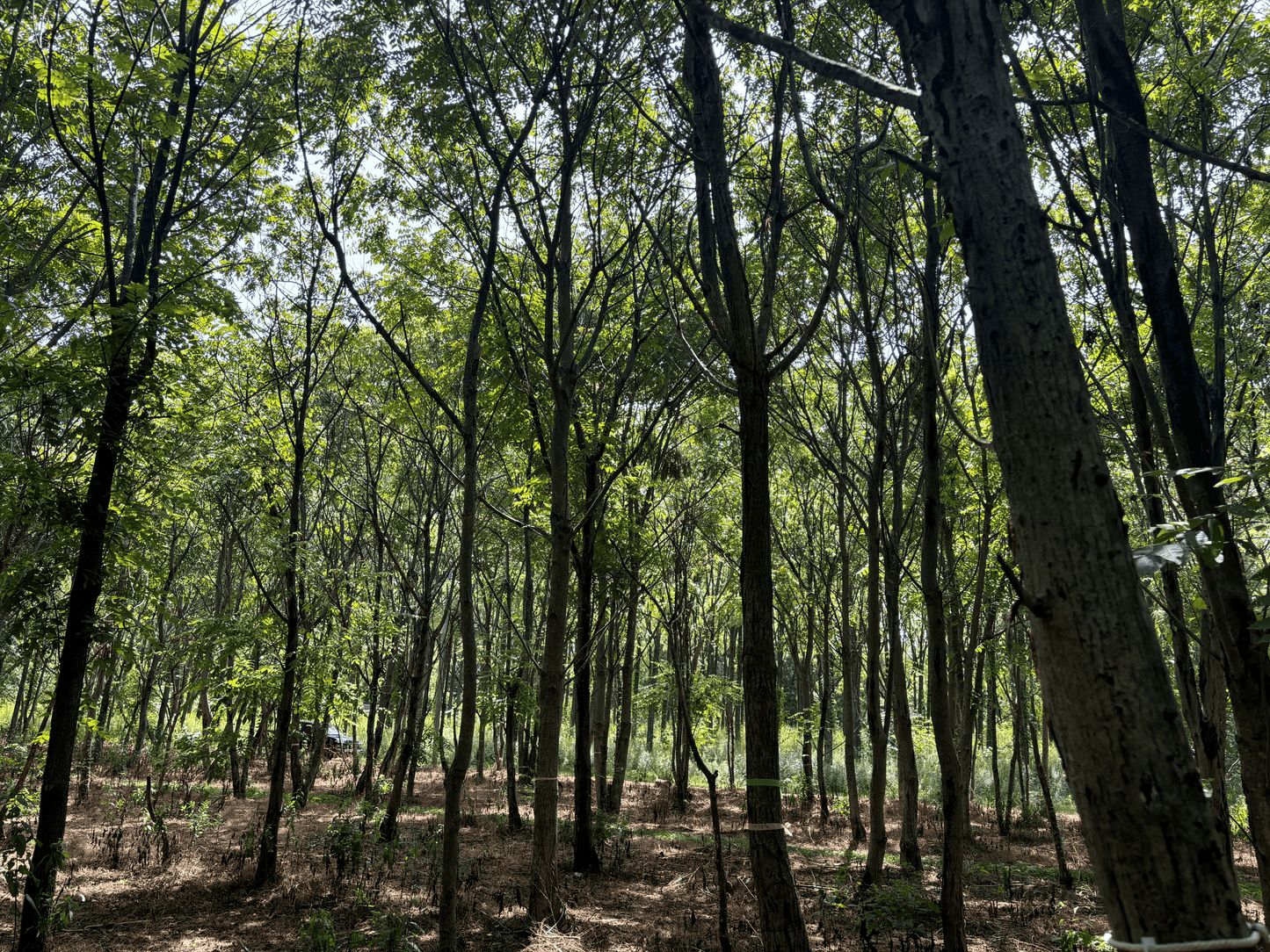Hybrid Butternut Plantation at Purdue HTIRC. This is a south facing photograph.