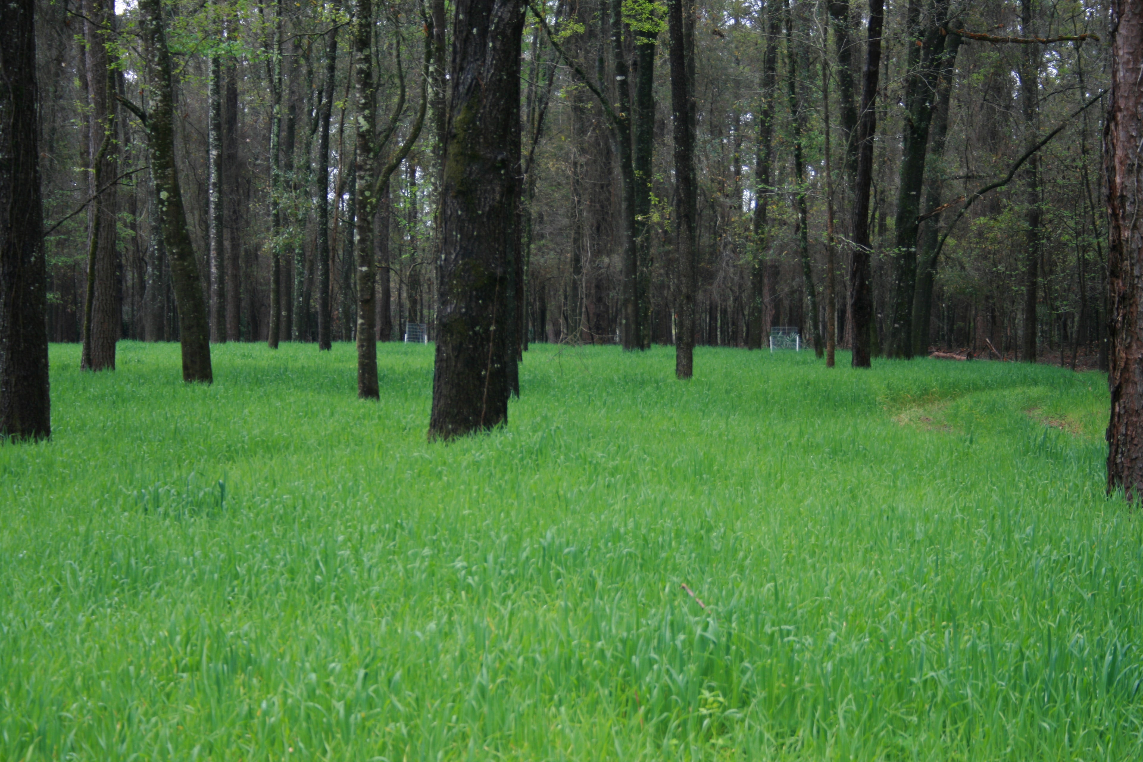 This is a walnut plantation started in 1990 using Tree Pro Tree Grow Tubes.