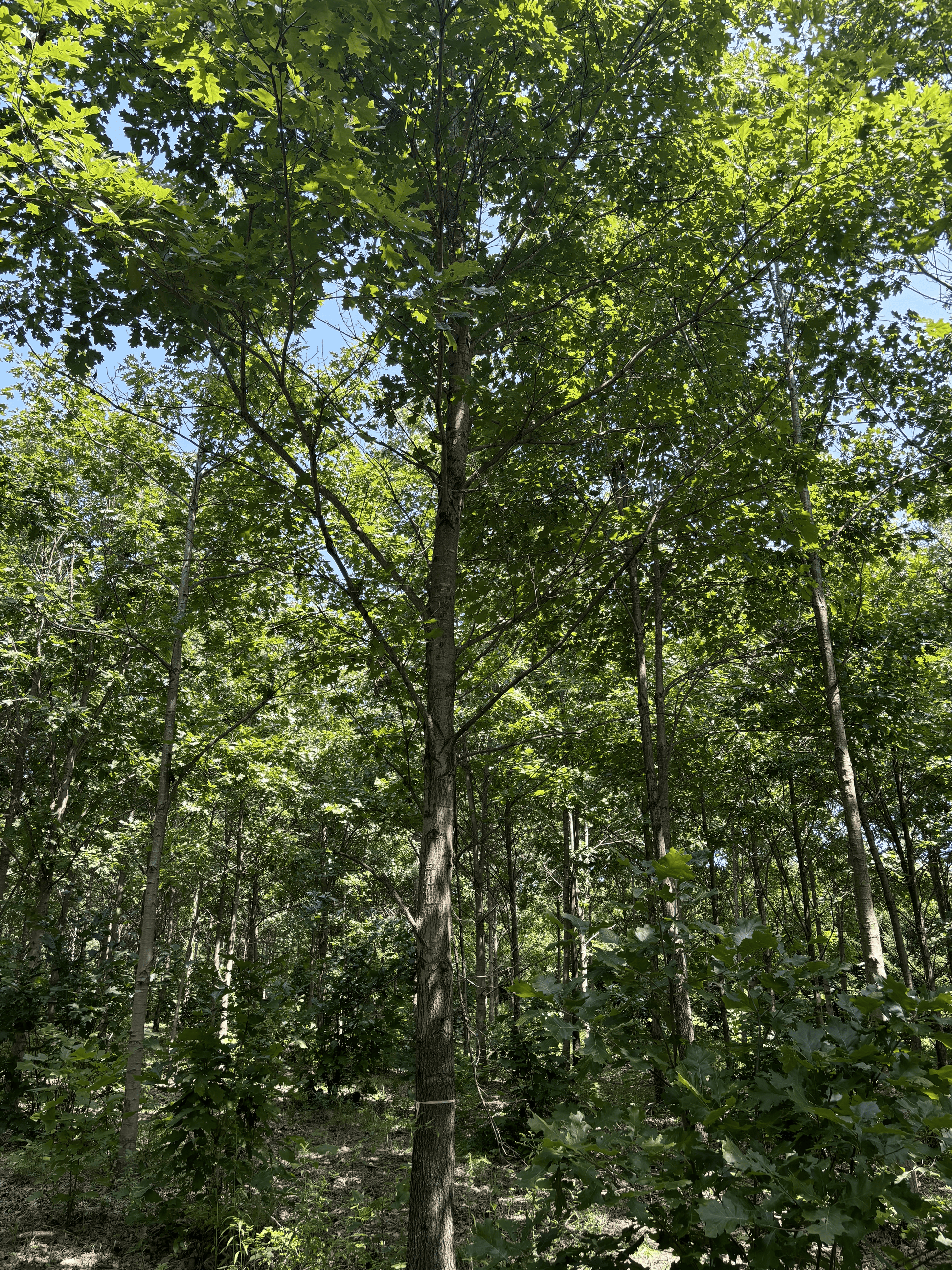 Northern Red at at the Purdue HTIRC Tree Farm. The seedlings we sell are in conjunction with Purdue University.