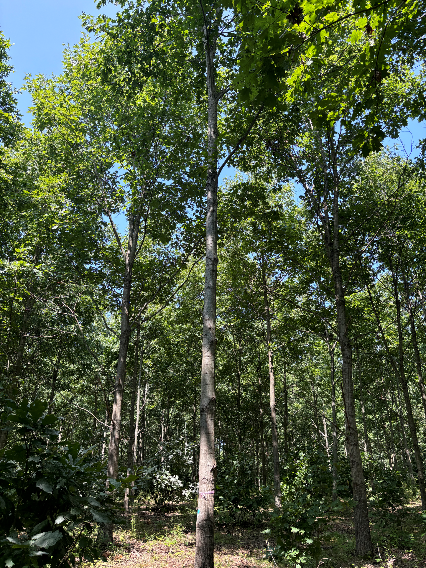 Purdue Timber Select Northern Red Oak from Purdue HTIRC Tree Farm in West Lafayette.