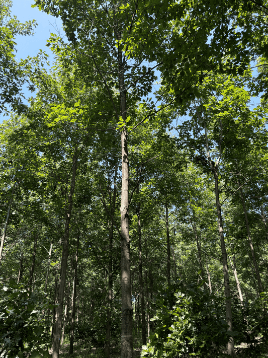Purdue Timber Select Northern Red Oak at the Purdue HTIRC Tree Farm. These selections are some of the parent trees for our seedling offerings.