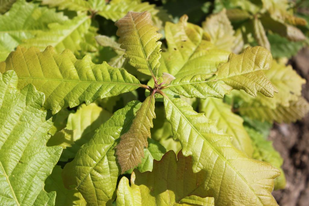 Swamp White Oak (Quercus bicolor)