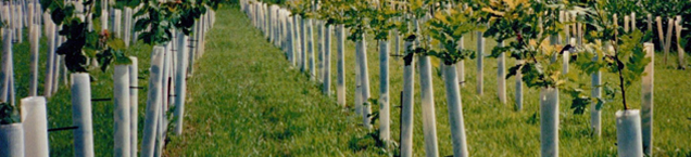 A Tree plantation using Tree pro Grow tubes. It's a mixed hardwood planting near West Lafayette, IN.