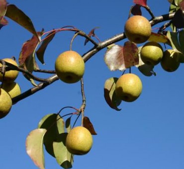 Wildlife Pear