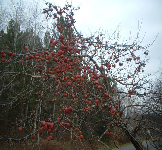 Wildlife Apple