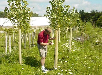 Tree Pro Owner, Tom Mills, inspects a Miracle Tube Tree Grow Tube in a field in West Lafayette, Indiana.