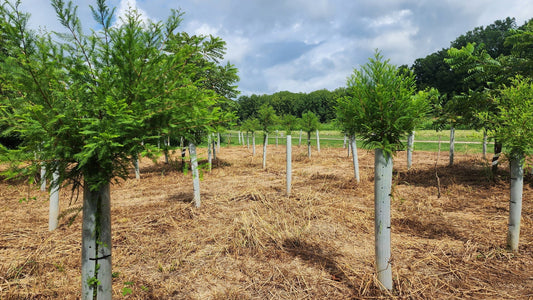 Bald Cypress Trees in a 60" Tree Grow Tube