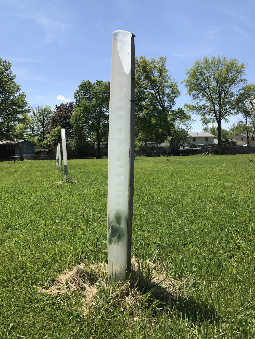 Hybrid White Oak Growth