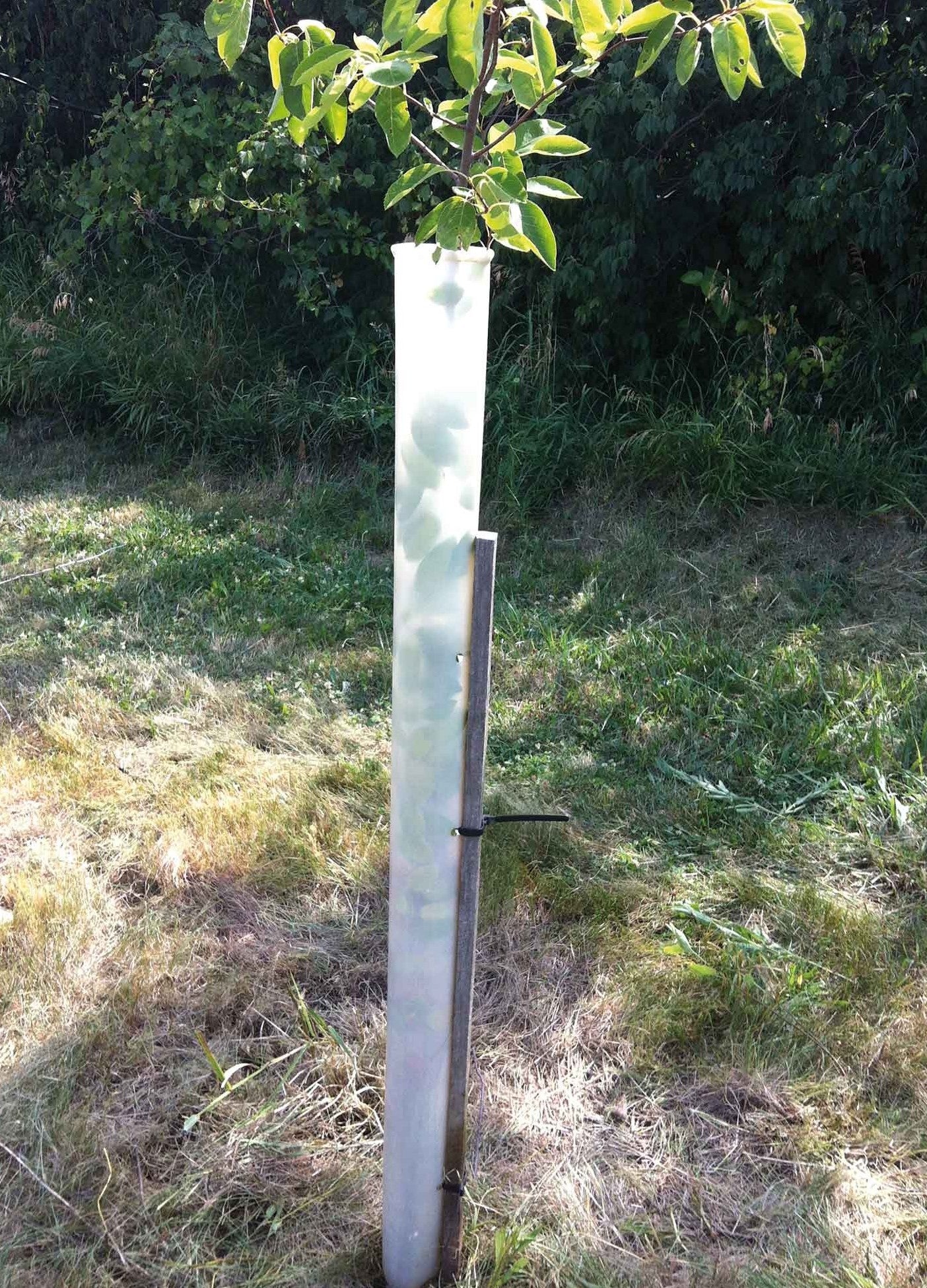 Tree Grow Tubes and Tree Support Stakes