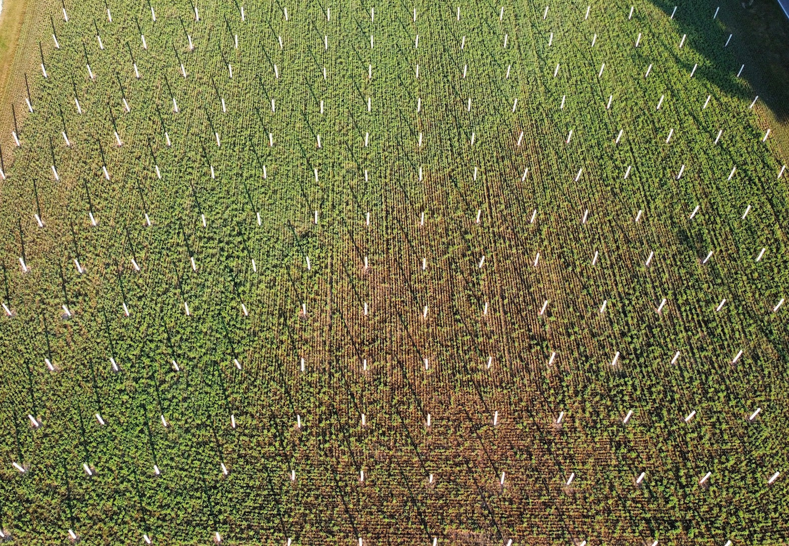 A overhead view of a freshly planted tree field using Tree Pro Miracle Tube Tree Grow Tubes.