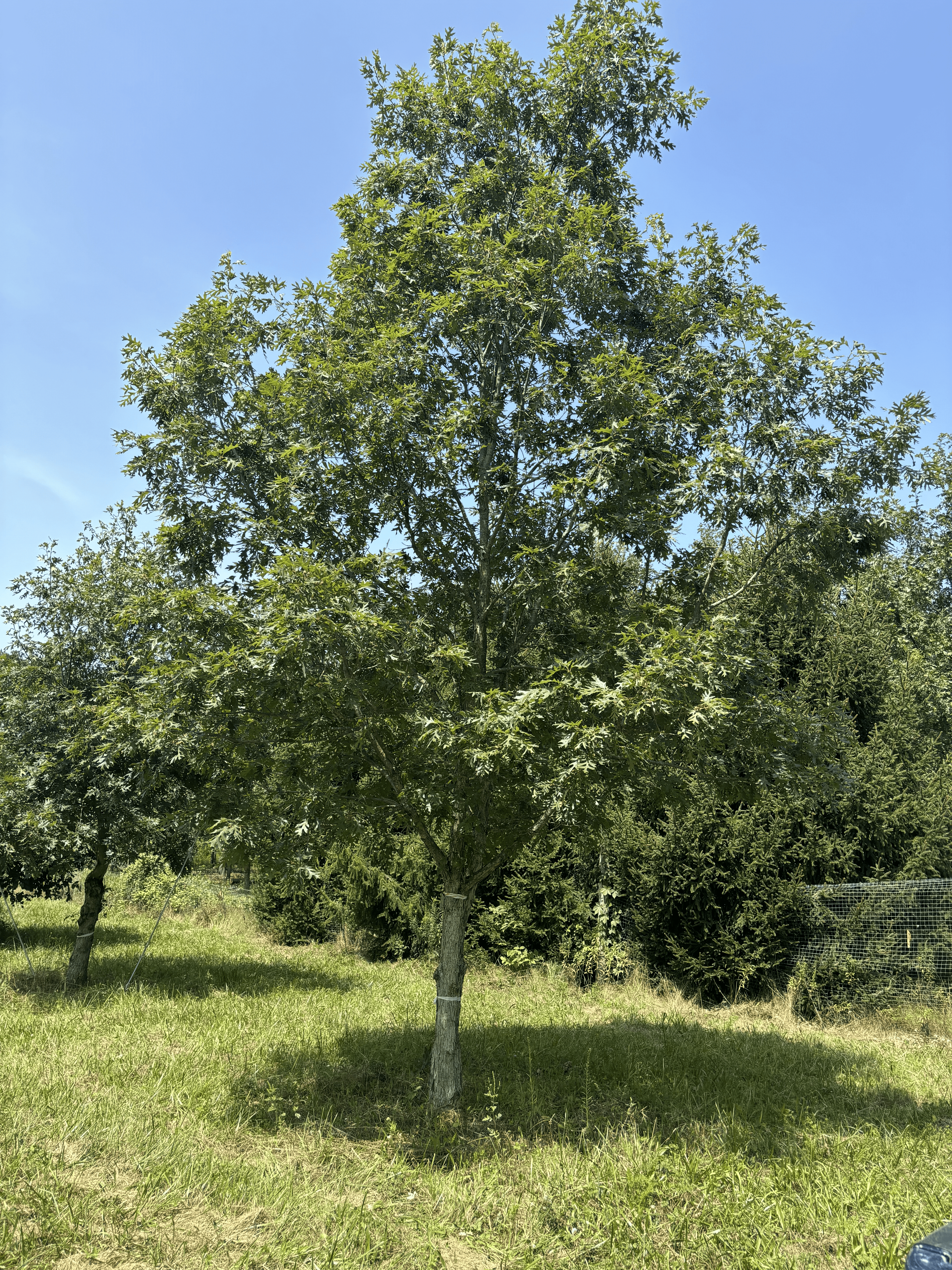Purdue HTIRC Timber Select Seedlings