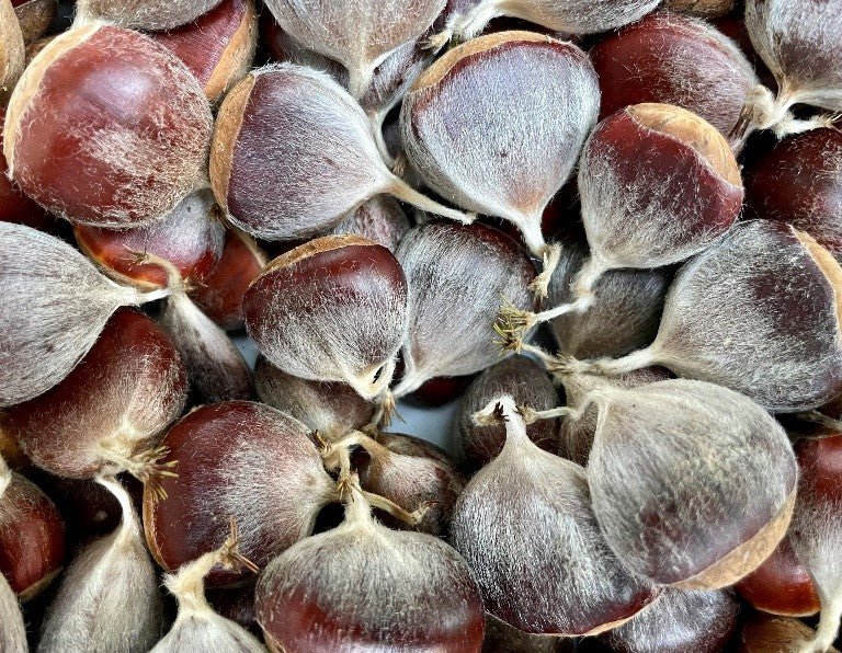 american chestnut seeds for planting Purdue HTIRC Select Pure American Chestnut Seedling (Castanea dentata)