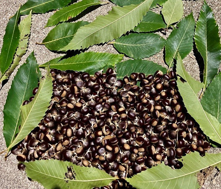 plant chestnut seed Purdue HTIRC Select Pure American Chestnut Seedling (Castanea dentata)