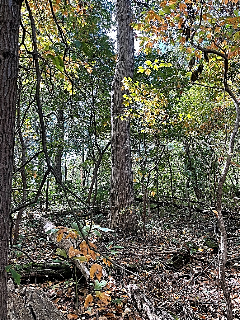 Pure American Chestnut Seedling (Spring 2024)