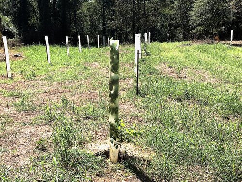 Black Walnut Seedling started from seed in Starr, South Carolina. Has about 4 ft of growth in the first season.