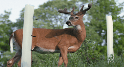 A Buck Deer Between two Tree Pro Tree Tubes