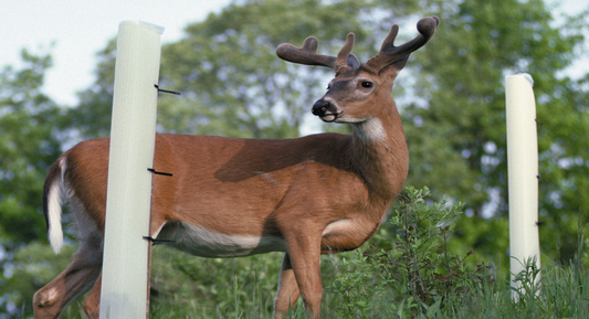 A Buck Deer Between two Tree Pro Tree Tubes