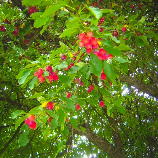 Red Dolgo Crabapples ripening on a tree.