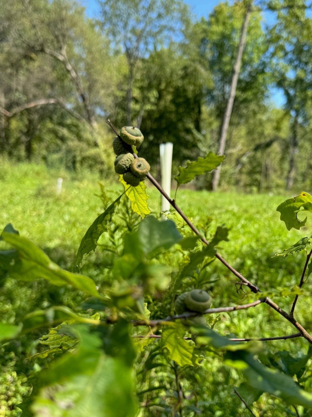 Acorns on a 3 year old Dwarf Chinkapin from Tree Pro.