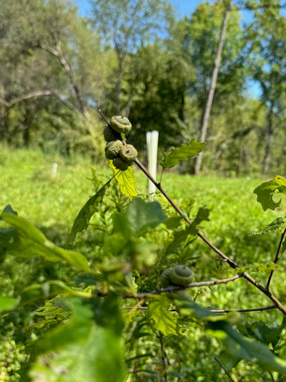 Acorns on a 3 year old Dwarf Chinkapin from Tree Pro.
