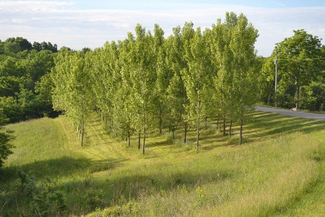 The picture is Poplars planted in 2008 with Miracle Tube Grow Tubes. Got 100% survival and 50-55ft tall trees in under 10 years. 