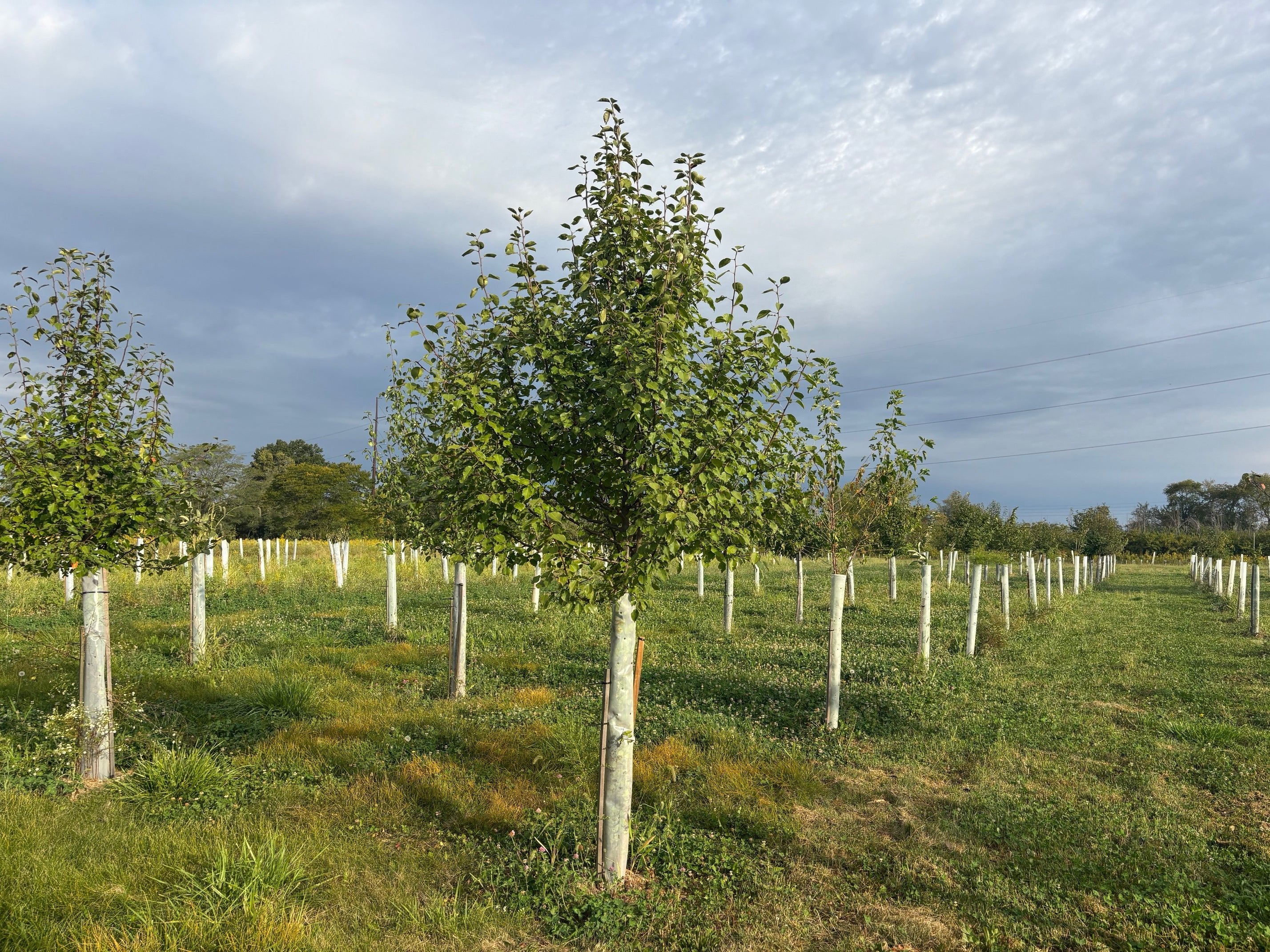 Tree Pru Granddad Pear – Tree Pro