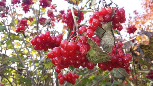 Wildlife Cranberry