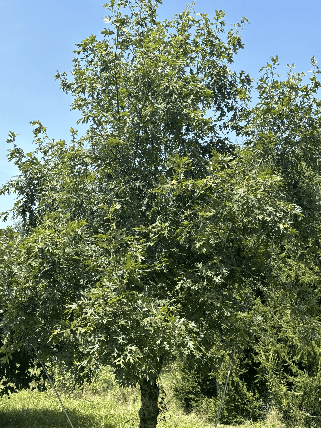 Purdue HTIRC Timber Select Seedlings – Tree Pro
