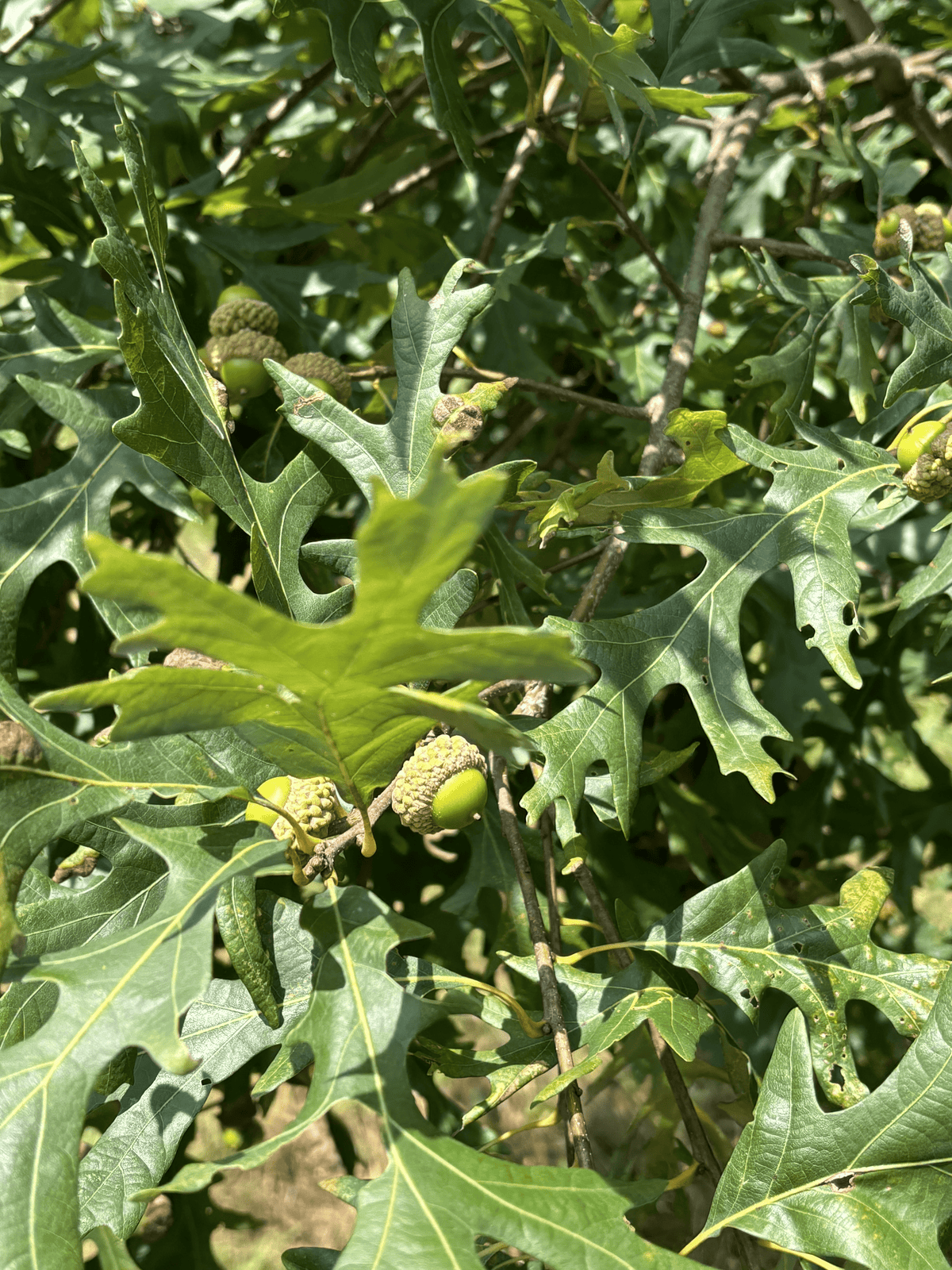 Purdue HTIRC Wildlife Select Precocious White Oak Seedlings (Quercus a ...