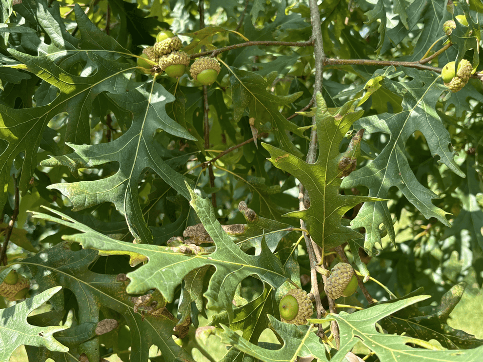 Purdue HTIRC Wildlife Select Precocious White Oak Seedlings (Quercus a ...