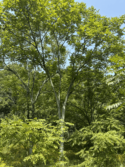 Pure Butternut Tree from the Purdue Research Block.