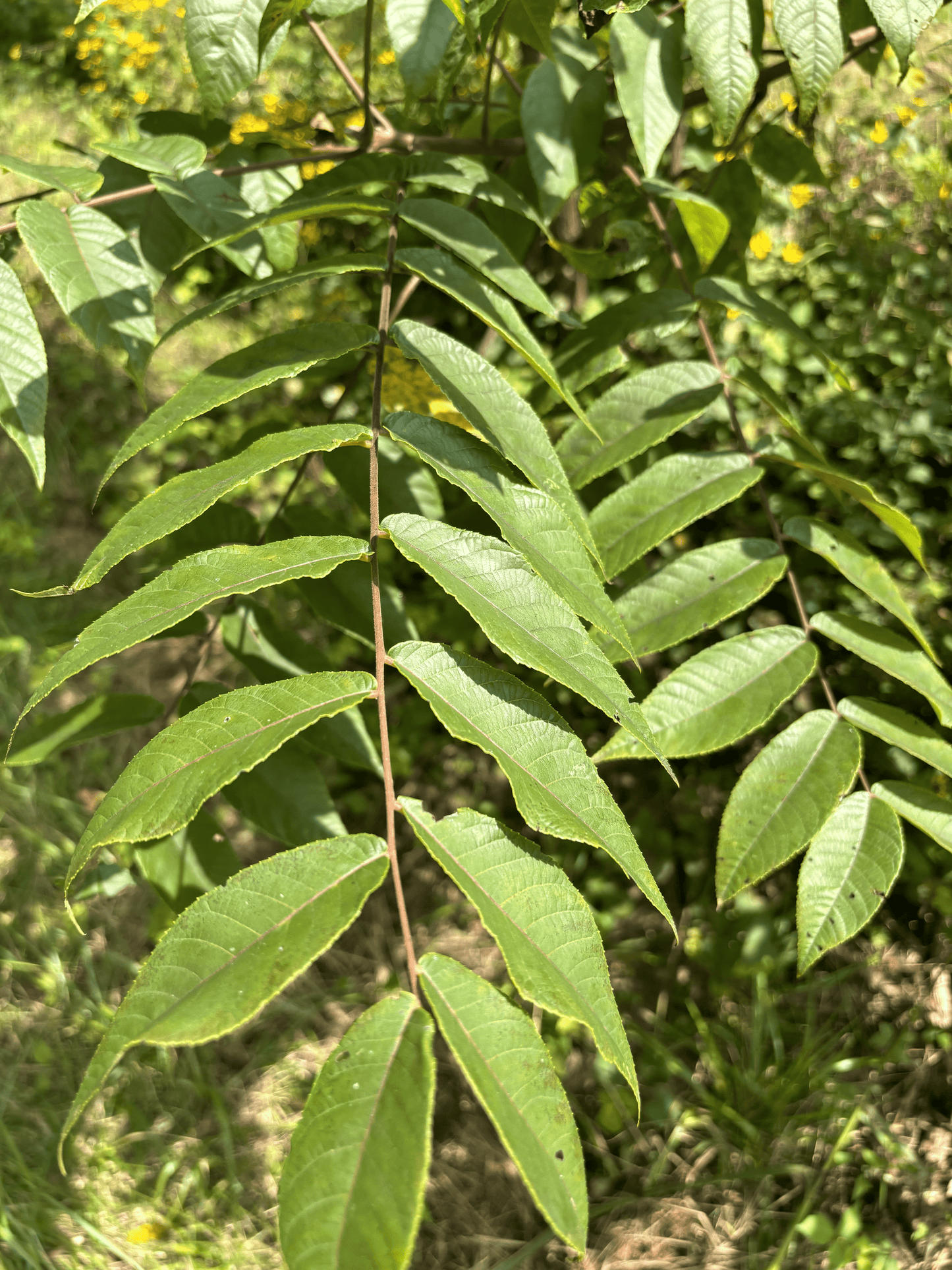 Leave from a Pure Butternut Tree in the Purdue HTIRC Research Farm.