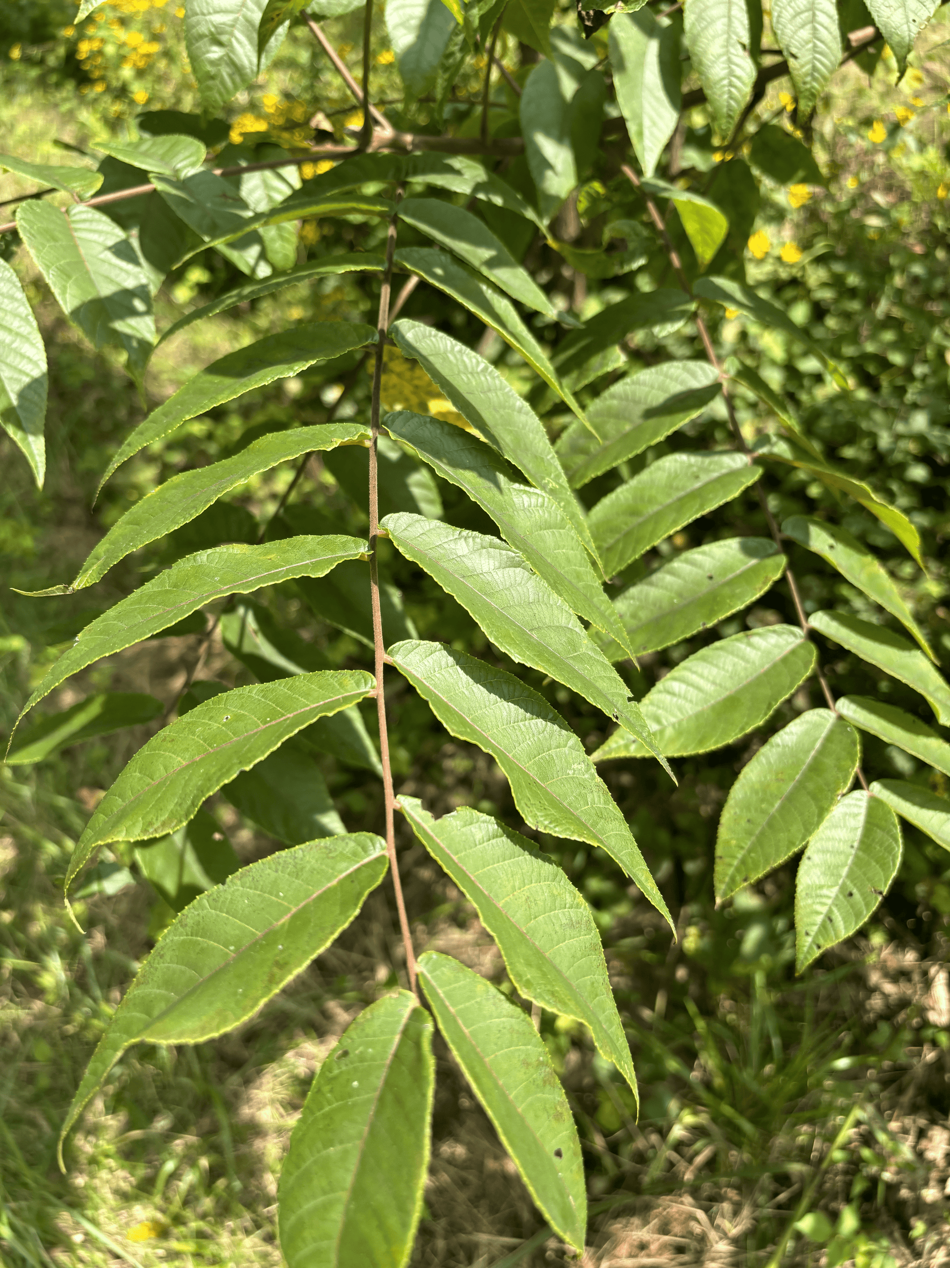 Leave from a Pure Butternut Tree in the Purdue HTIRC Research Farm.