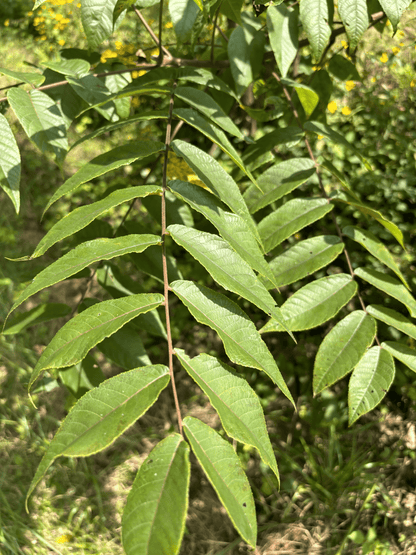 Leave from a Pure Butternut Tree in the Purdue HTIRC Research Farm.