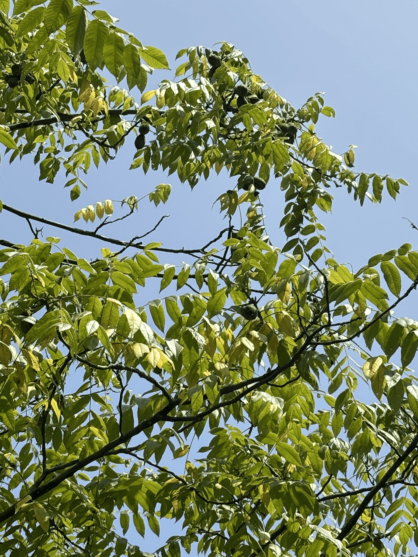 Butternuts from Pure Butternut Tree in Purdue HTIRC Research Farm.
