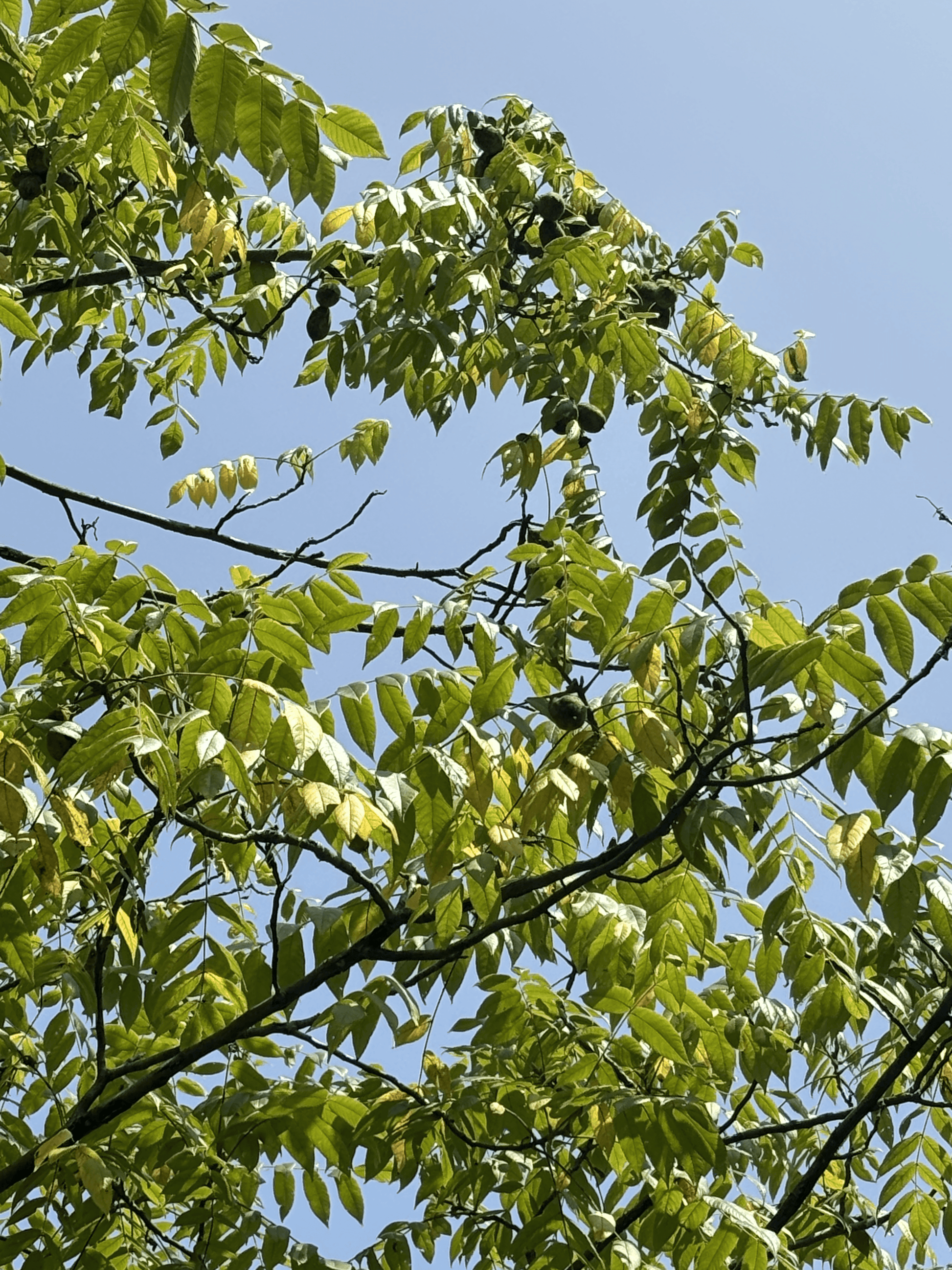 Butternuts from Pure Butternut Tree in Purdue HTIRC Research Farm.