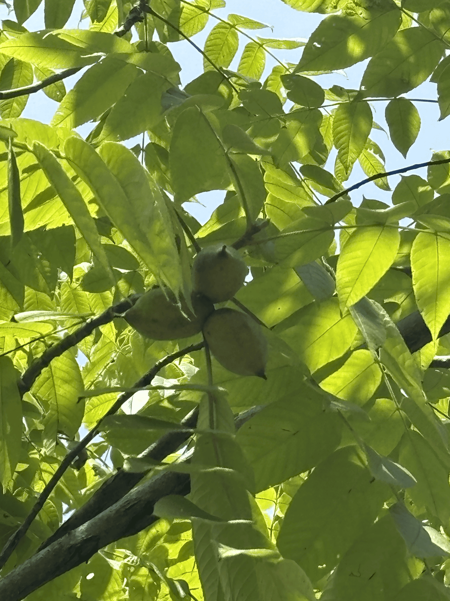 Set of 3 Butternuts from the Purdue HTIRC Research Farm.