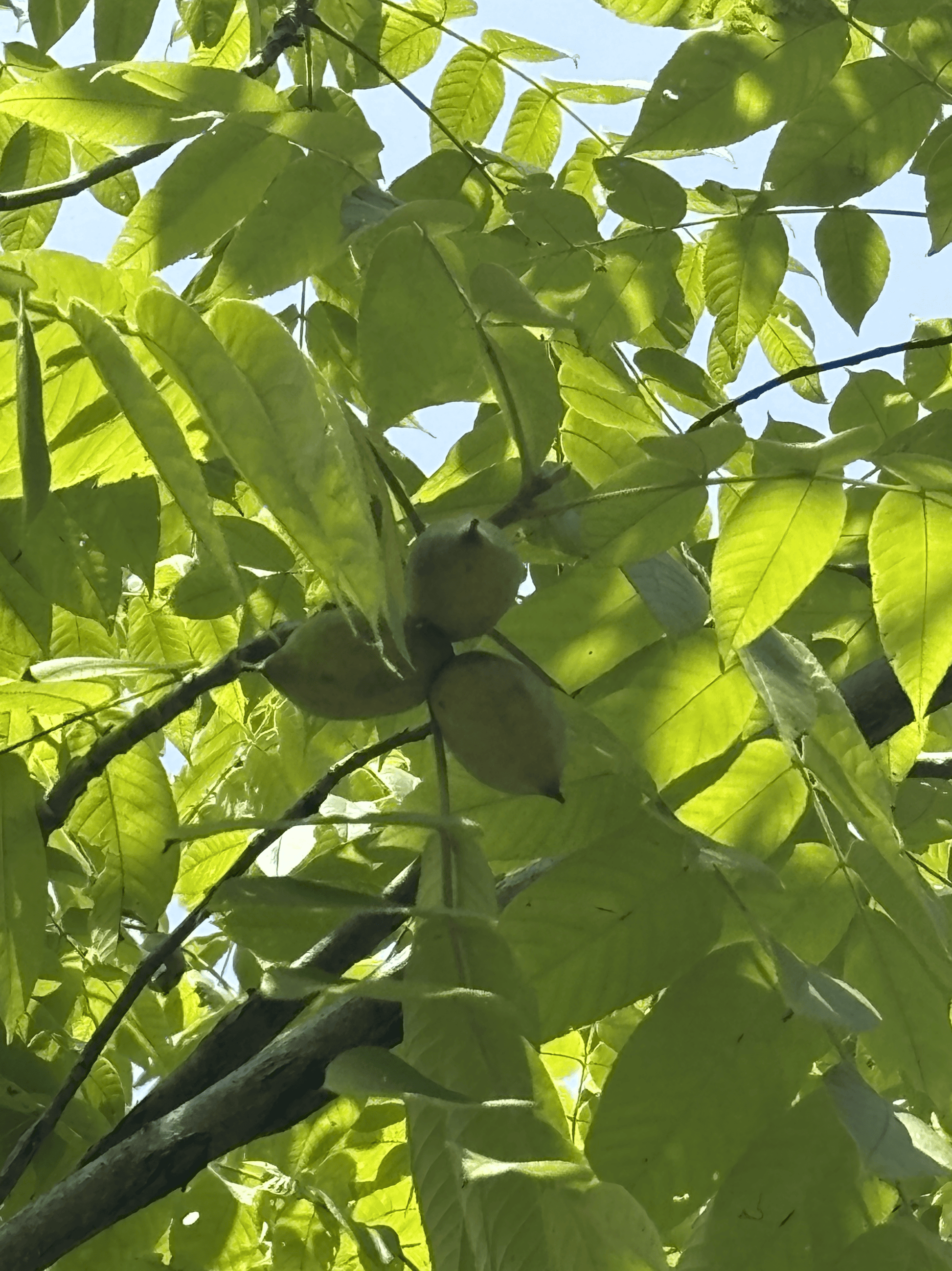 Set of 3 Butternuts from the Purdue HTIRC Research Farm.