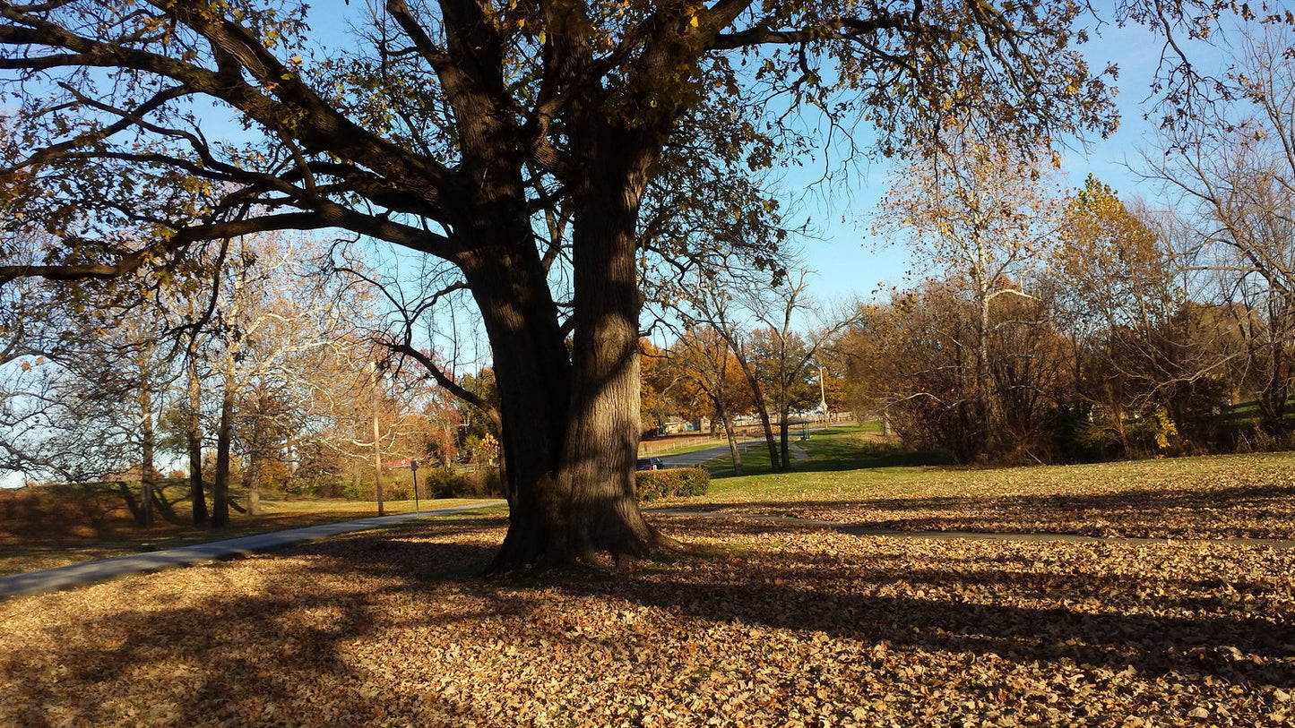 Trophy Oak (Burr Oak Hybrid