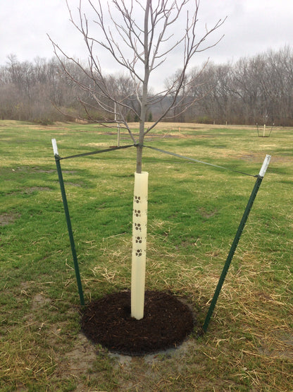 Bark Protector around a larger diameter tree