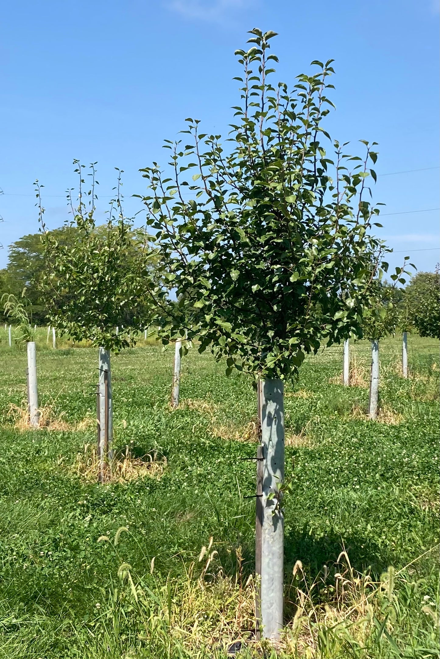 Wildlife Pear Trees in a row with Tree Pro Miracle Tubes around them